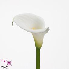 ambiance white calla lily