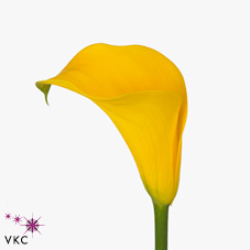 anna yellow calla lily