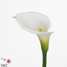 avance white calla lily
