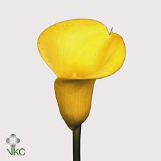 black magic yellow calla lily