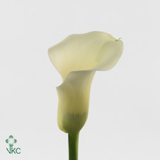blondy white calla lily