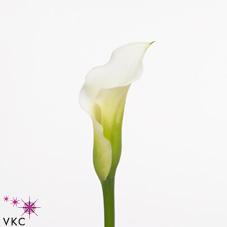 captain allbright white calla lily