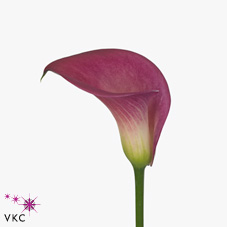 captain classic calla lily