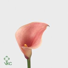 captain roden calla lily