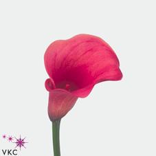 captain romance calla lily