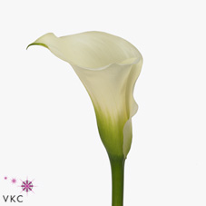 chantilly white calla lily