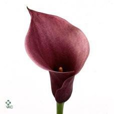 chianti calla lily
