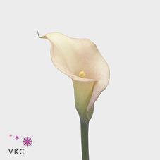 classic harmony white calla lily