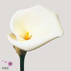 colombe de la paix white calla lily