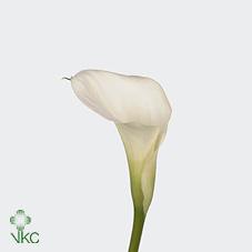 crystal blush white calla lily