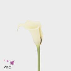 eleganza white calla lily