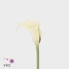 eleganza white calla lily eleganza white calla lily