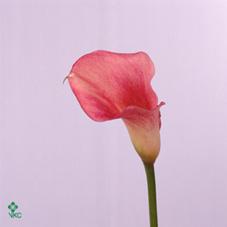 fantail candy calla lily