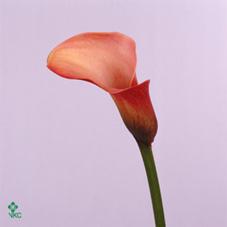 fantail flame calla lily