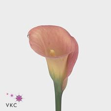 fire glow calla lily