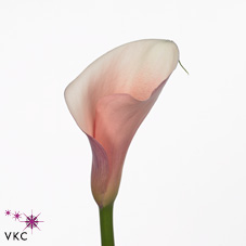 flamingo calla lily