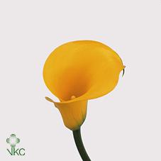florex gold yellow calla lily