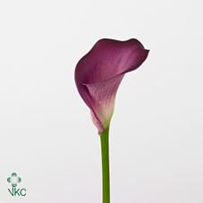 gabrielle calla lily gabrielle calla lily