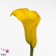 gironde yellow calla lily