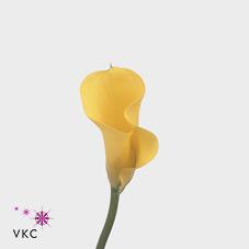 gold finger yellow calla lily