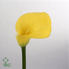 gold rush yellow calla lily