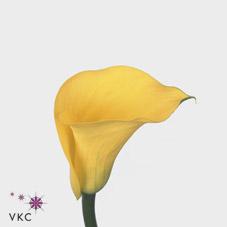 golden chalice yellow calla lily