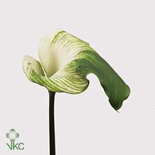 green goddess calla lily