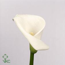 honesty white calla lily