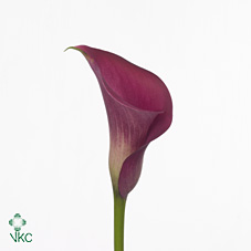 hot pink blz calla lily
