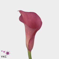 hot salmon calla lily