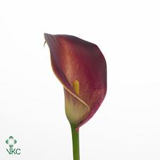 indian summer calla lily