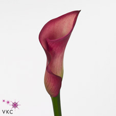 joy calla lily
