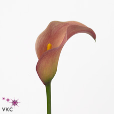 lambada calla lily
