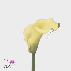 limelight yellow calla lily