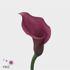 lipstick calla lily