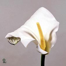 lisa white calla lily