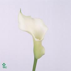 little jimmy white calla lily