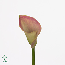 margarita calla lily