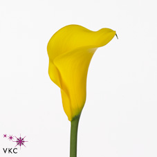 moonshine yellow calla lily