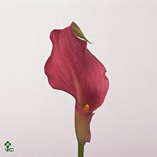 neon amore calla lily