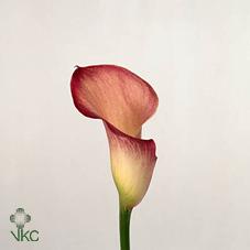 pacific pink calla lily