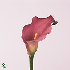 parfait calla lily