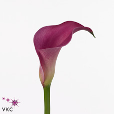 pink jewel calla lily