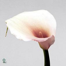 pink mist calla lily
