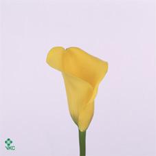 pot of gold yellow calla lily