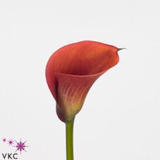 red alert calla lily red alert calla lily