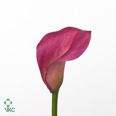 ruby sensation calla lily