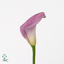 rubylite pink ice calla lily