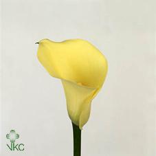 saturnus yellow calla lily