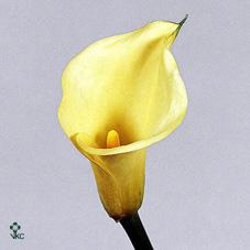 solfatare yellow calla lily